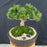 Mugo Pine Bonsai Tree-(pinus mugo 'valley cushion')