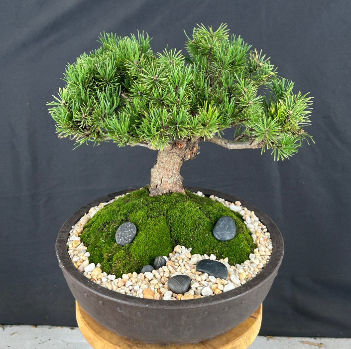 Mugo Pine Bonsai Tree-(pinus mugo 'valley cushion')