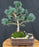 Japanese White Pine Bonsai Tree -(pinus parviflora 'aoi')