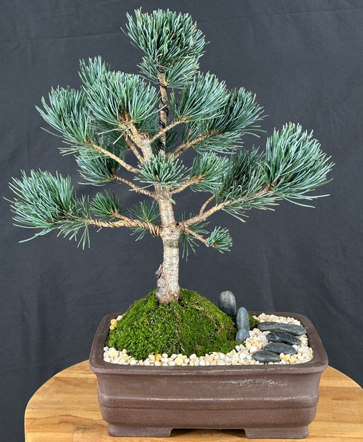 Japanese White Pine Bonsai Tree -(pinus parviflora 'aoi')