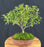 Flowering Osmanthus Bonsai Tree-(heterophyllus 'heterophyllus')
