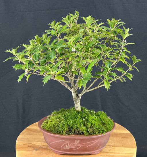 Flowering Osmanthus Bonsai Tree-(heterophyllus 'heterophyllus')