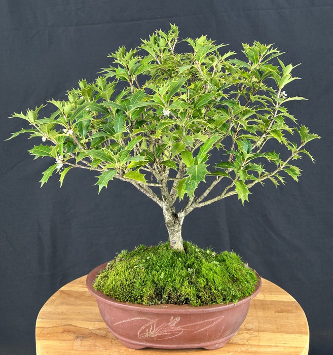 Flowering Osmanthus Bonsai Tree-(heterophyllus 'heterophyllus')