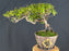 Flowering Sweet Plum Bonsai Tree-Semi Cascade Style with Raised Roots-(sageretia theezans)