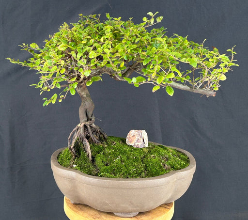 Flowering Sweet Plum Bonsai Tree-Semi Cascade Style with Raised Roots-(sageretia theezans)