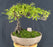 Flowering Sweet Plum Bonsai Tree-Semi Cascade Style with Raised Roots-(sageretia theezans)
