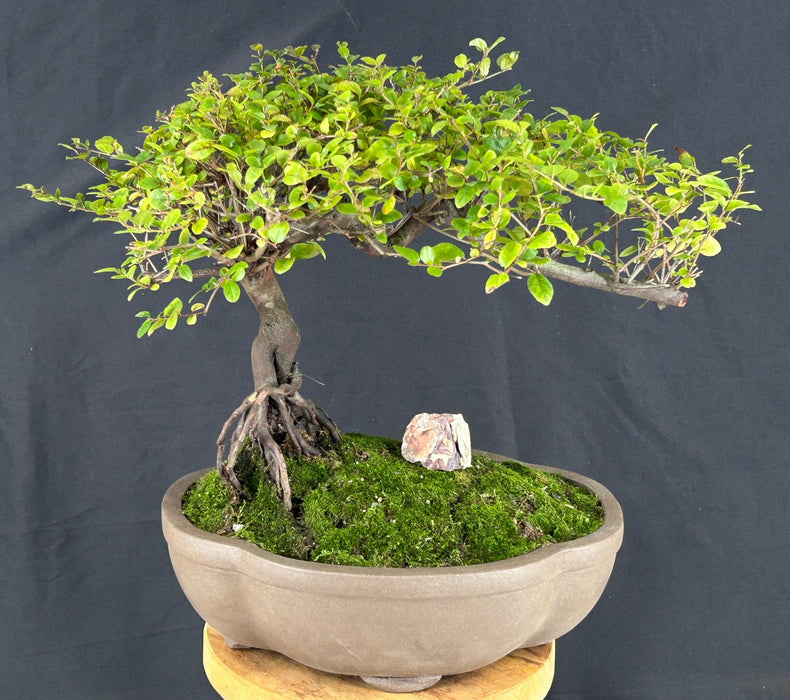 Flowering Sweet Plum Bonsai Tree-Semi Cascade Style with Raised Roots-(sageretia theezans)