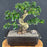 Flowering Fukien Tea Bonsai Tree-Curved Trunk & Tiered Branching-(ehretia microphylla)
