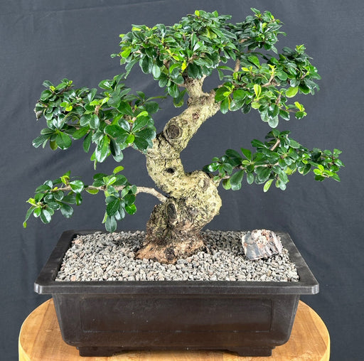 Flowering Fukien Tea Bonsai Tree-Curved Trunk & Tiered Branching-(ehretia microphylla)