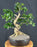Flowering Ligustrum Bonsai Tree-Curved Trunk & Exposed Roots-(ligustrum lucidum)