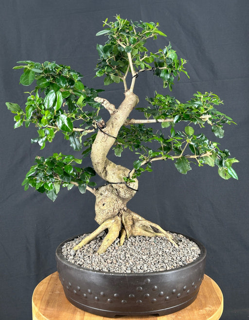 Flowering Ligustrum Bonsai Tree-Curved Trunk & Exposed Roots-(ligustrum lucidum)