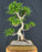 Ficus Retusa Bonsai Tree-Curved Trunk & Tired Branching-(ficus retusa)