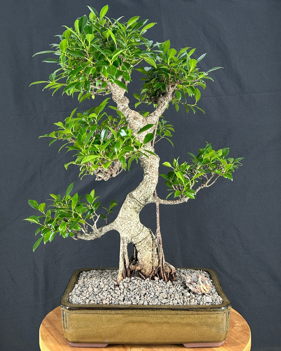 Ficus Retusa Bonsai Tree-Curved Trunk & Tired Branching-(ficus retusa)