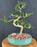 Flowering Orange Jasmine Bonsai Tree -Curved Trunk-('murraya paniculata')