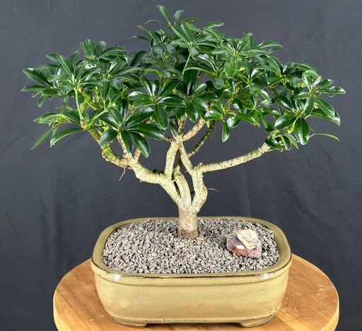 Trained Hawaiian Umbrella Bonsai Tree-(arboricola schefflera)