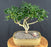Trained Hawaiian Umbrella Bonsai Tree-(arboricola schefflera)