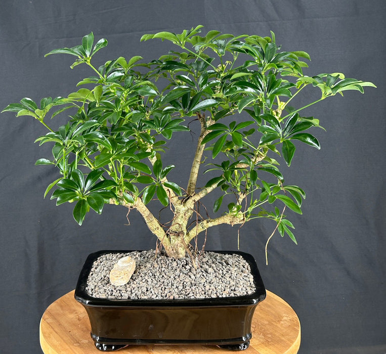 Hawaiian Umbrella Bonsai Tree-Banyan Roots-(arboricola schefflera)
