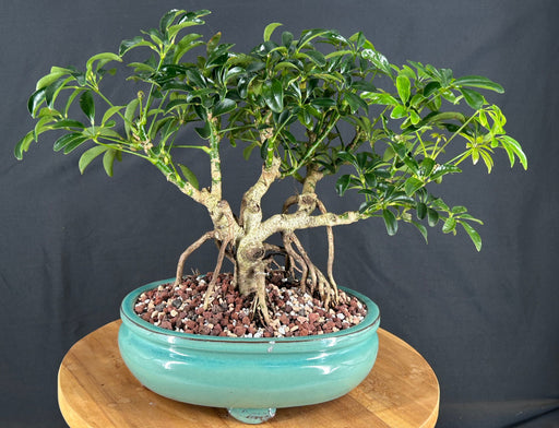 Hawaiian Umbrella Bonsai Tree-Banyan Roots-(arboricola schefflera)
