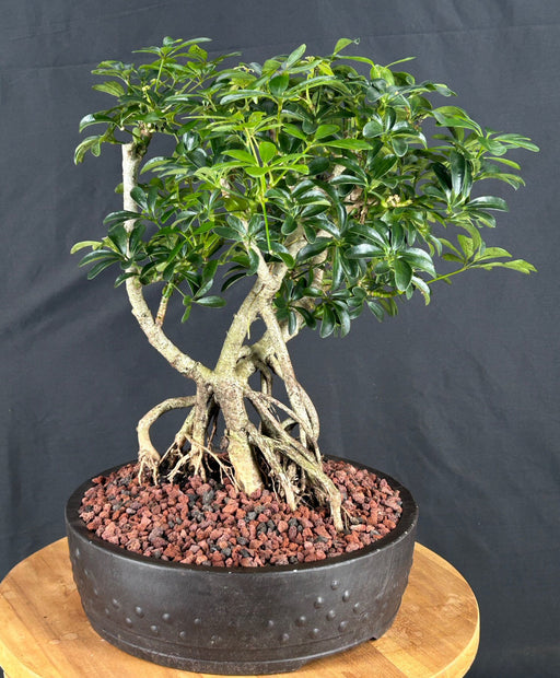 Hawaiian Umbrella Bonsai Tree-Banyan Roots-(arboricola schefflera)