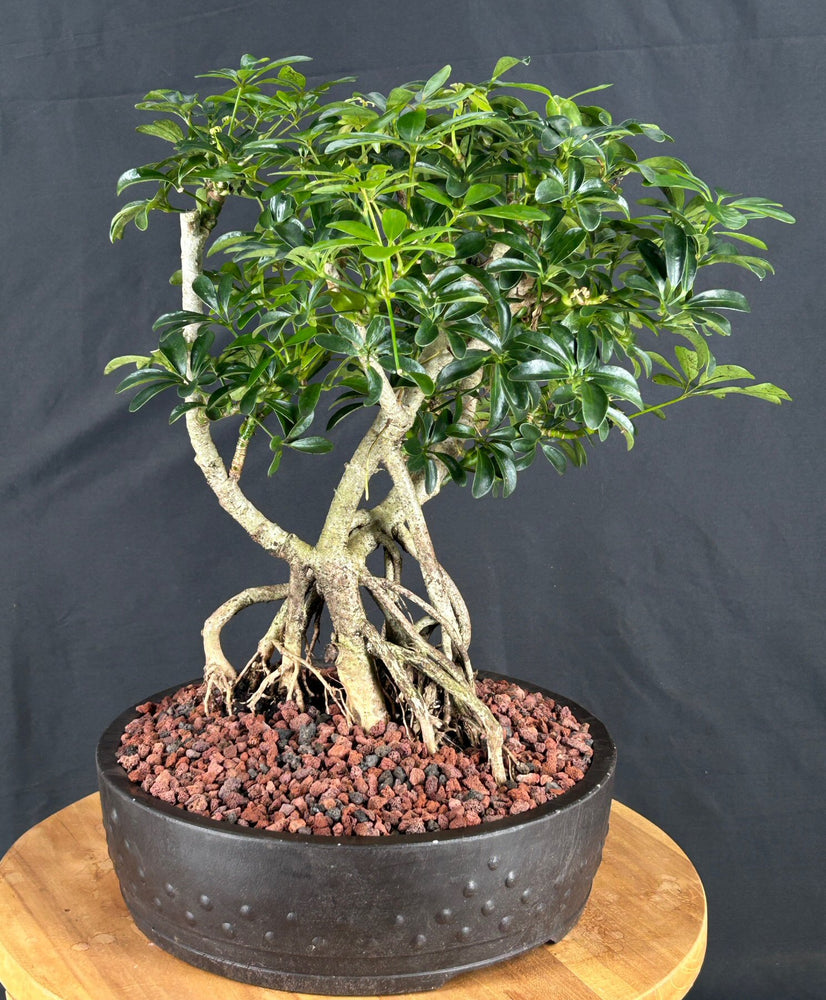 Hawaiian Umbrella Bonsai Tree-Banyan Roots-(arboricola schefflera)
