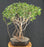 Flowering Tropical Dwarf Apple Bonsai Tree-Banyan Style-(clusia rosea 'nana')