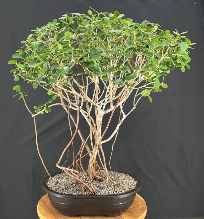 Flowering Tropical Dwarf Apple Bonsai Tree-Banyan Style-(clusia rosea 'nana')