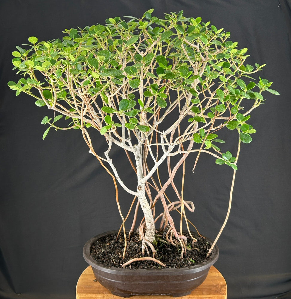 Flowering Tropical Dwarf Apple Bonsai Tree-Banyan Style-(clusia rosea 'nana')