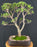 Baby Jade Bonsai Tree-(Portulacaria Afra)