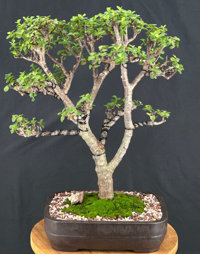 Baby Jade Bonsai Tree-(Portulacaria Afra)