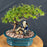 Flowering Sweet Plum Bonsai Tree-Semi Cascade Style-(sageretia theezans)