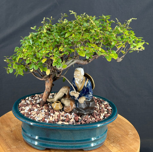 Flowering Sweet Plum Bonsai Tree-Semi Cascade Style-(sageretia theezans)