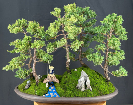 Juniper Bonsai Tree - Five Tree Forest Group-(juniper procumbens nana)