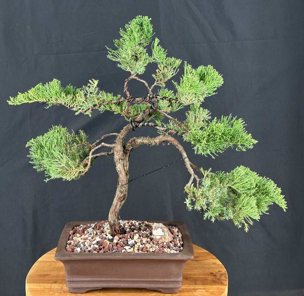 Juniper Bonsai Tree - Trained -(juniper procumbens nana)
