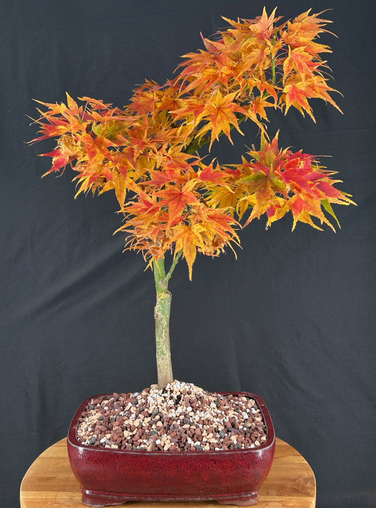 Trained Mikawa Yatsubusa Japanese Maple Bonsai Tree-(acer palmatum 'Mikawa Yatsubusa')