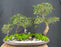 Chinese Elm Bonsai Tree-Five (5) Tree Forest Group -(ulmus parvifolia)