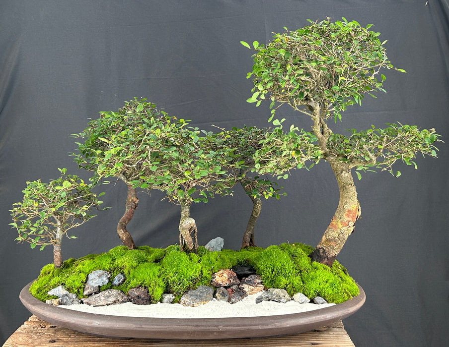 Chinese Elm Bonsai Tree-Five (5) Tree Forest Group -(ulmus parvifolia)