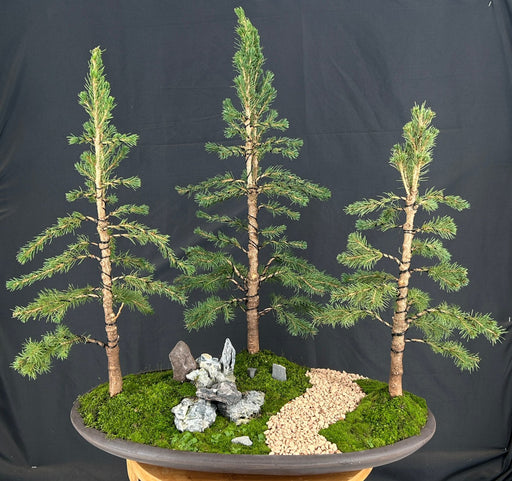 Dwarf Alberta Spruce Forest Gropuping-(picea glauca conica)