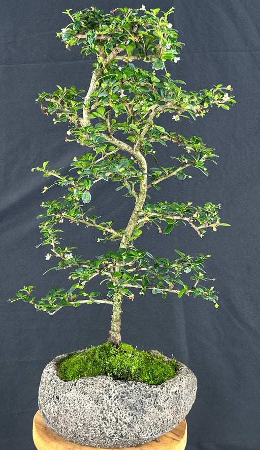 Trained Small Leaf Fukien Tea Bonsai Tree-(ehretia microphylla)