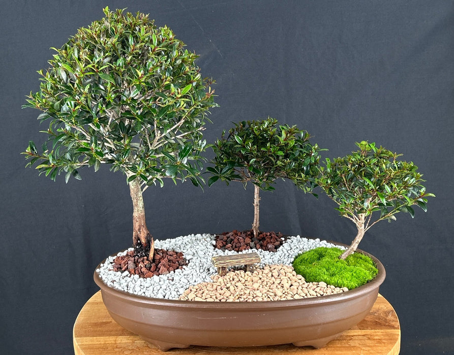 Flowering Brush Cherry Forest Grouping-(eugenia myrtifolia)