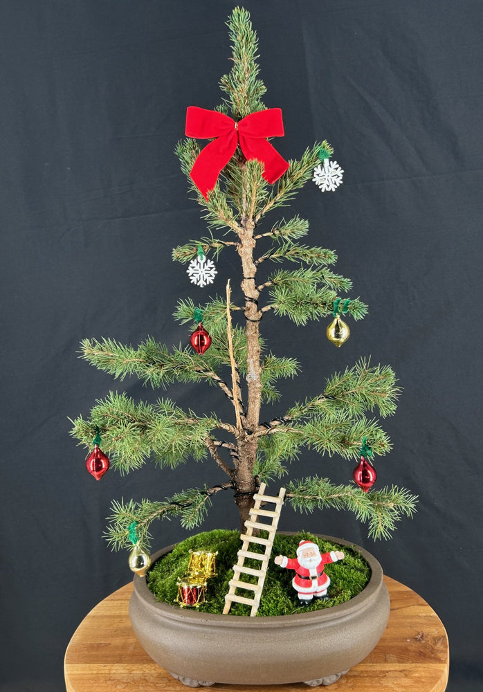 Dwarf Alberta Spruce Bonsai Tree-With Holiday Decorations-(picea glauca conica)