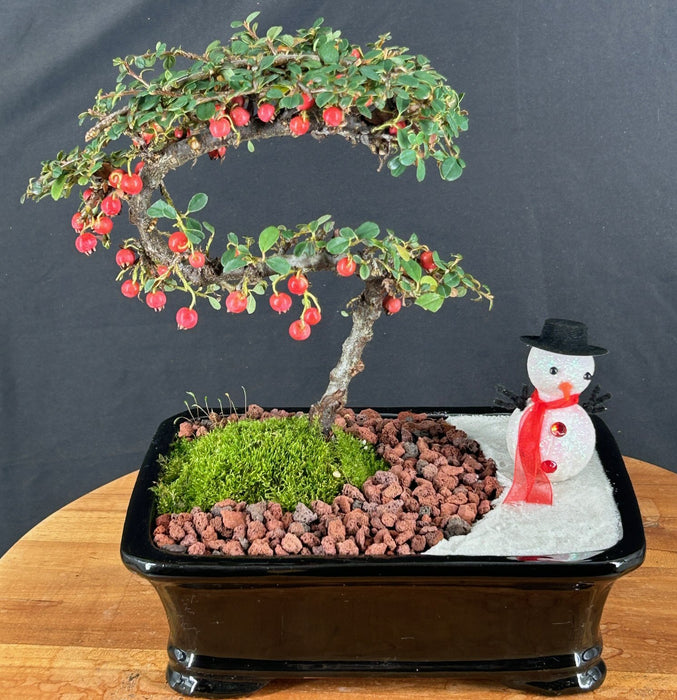 Trained Cotoneaster Bonsai Tree -Holiday Landscape Scene-(dammeri 'streibs findling')