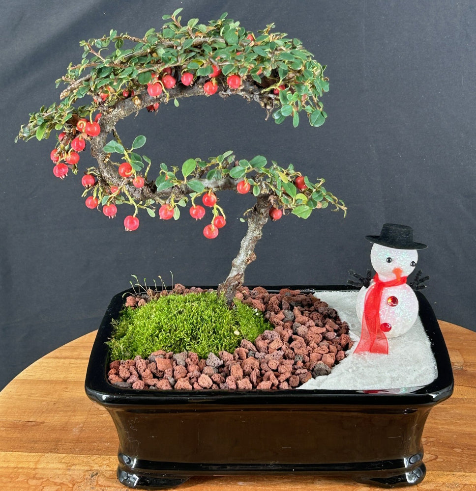 Trained Cotoneaster Bonsai Tree -Holiday Landscape Scene-(dammeri 'streibs findling')