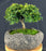 Trained Littleleaf Boxwood Bonsai Tree-(Buxus microphylla 'Compacta')