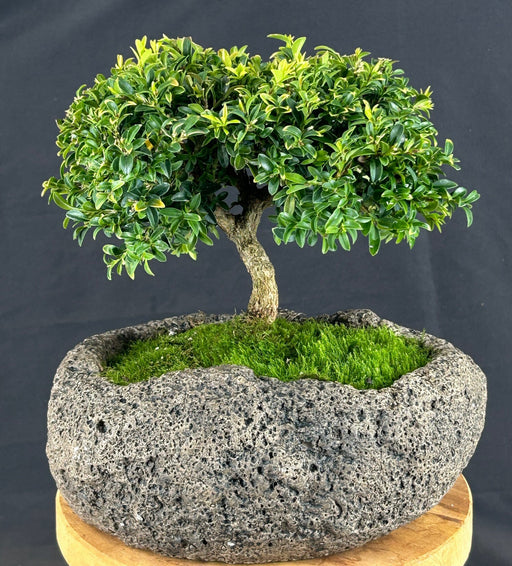 Trained Littleleaf Boxwood Bonsai Tree-(Buxus microphylla 'Compacta')