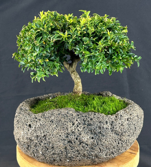 Trained Littleleaf Boxwood Bonsai Tree-(Buxus microphylla 'Compacta')
