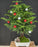Norfolk Island Pine Bonsai Tree-With Holiday Decorations -(araucaria heterophila)-