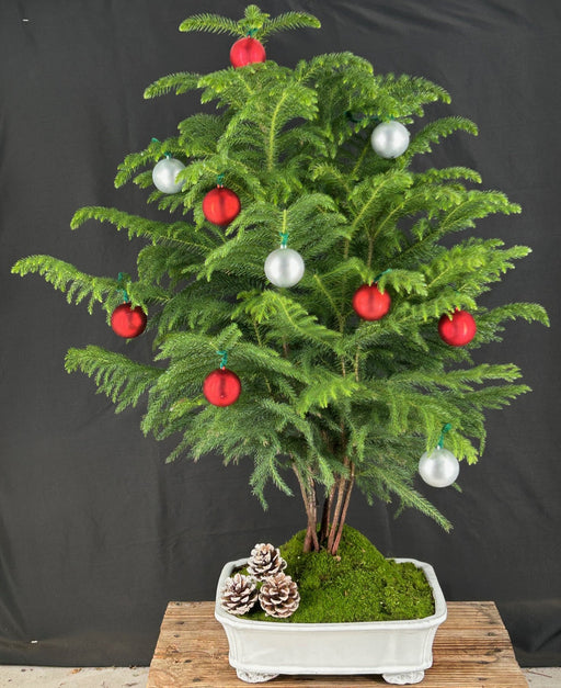 Norfolk Island Pine Bonsai Tree-With Holiday Decorations -(araucaria heterophila)-