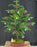 Norfolk Island Pine Bonsai Tree-With Holiday Decorations -(araucaria heterophila)-