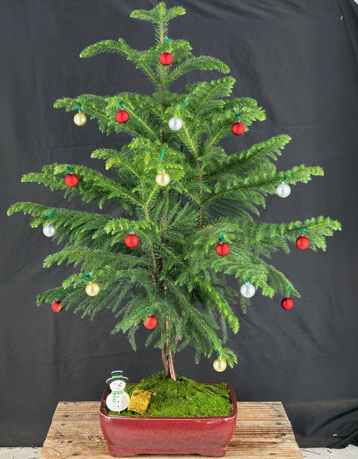 Norfolk Island Pine Bonsai Tree-With Holiday Decorations -(araucaria heterophila)-