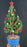Dwarf Alberta Spruce Bonsai Tree-With Holiday Decorations-(picea glauca conica)